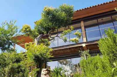 a tree in front of a building with windows at maison-a-sulana-palombaggia in Porto-Vecchio