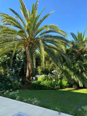 two palm trees in a garden with grass and flowers at Appartement bord de mer avec piscine privee Porticcio in Porticcio