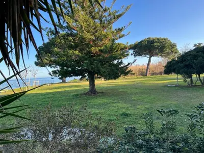 a tree in the middle of a green field at Studio pied dans l'eau - WIFI- Piscine in Santa-Lucia-di-Moriani
