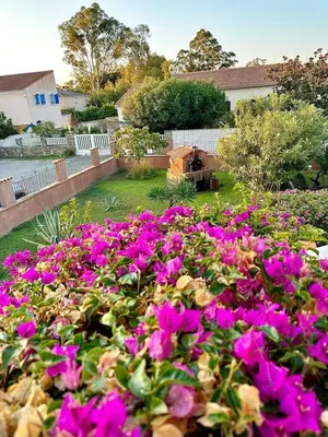 a field of purple flowers in a yard at HAUT VILLA MESANGES EN BORD DE MER ! in Lucciana
