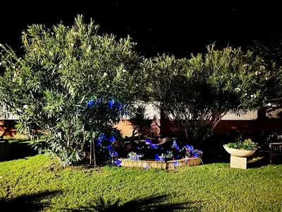a garden with blue flowers and trees at night at HAUT VILLA MESANGES EN BORD DE MER ! in Lucciana
