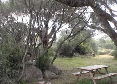 a picnic table sitting under a tree in a field at Les bergeries d'Ogliastrello in Figari