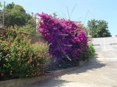 a bush of purple flowers next to a fence at Studio Indépendant avec Terrasse in Furiani