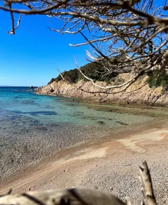 a sandy beach with the ocean and a tree at Maison typique Corse écologique in Coti-Chiavari