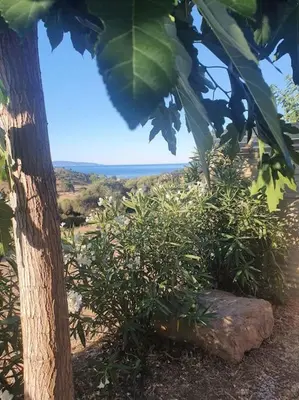 a tree and some bushes and a rock at Studio mitoyen à la campagne vue sur la mer in Cargèse