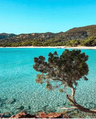 a tree in the water next to a beach at VILLA LE CORAIL ROUGE CORSE in Lecci