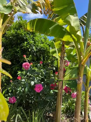 a garden with pink flowers and a bunch of trees at Villa Livia Porticcio piscine 500m plage in Porticcio
