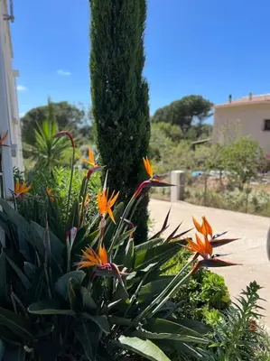 a garden with orange flowers and a palm tree at Villa Livia Porticcio piscine 500m plage in Porticcio