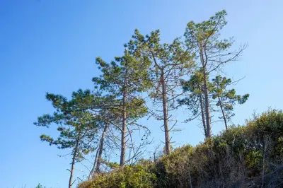 three trees on top of a hill at La Caletta Corsa Apartments - 2 Camere con Terrazza Privata, Aria Condizionata, 100m dal Mare in Linguizzetta