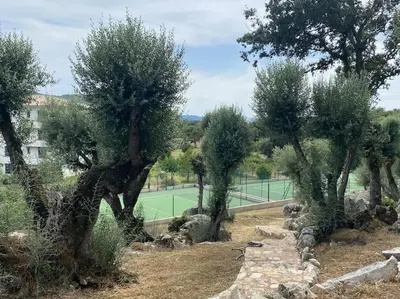 a group of trees on a tennis court at T2 neuf 4 personnes avec piscine/terrain tennis in Porto-Vecchio