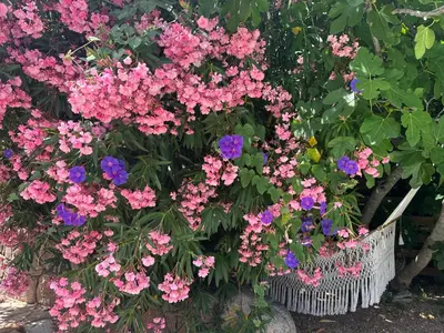 a bunch of pink and purple flowers in a basket at Luxueuse Villa, Hyper centre PORT de PORTO VECCHIO in Porto-Vecchio