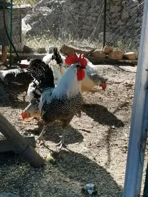 a group of chickens walking around in a cage at Chez Baptiste et Laura in Figari
