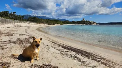 a dog sitting on a beach next to the water at Chez Baptiste et Laura in Figari