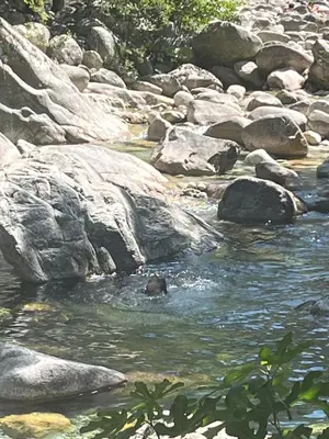 a bear swimming in the water near some rocks at Résidence Arborea C4 corte in Corte
