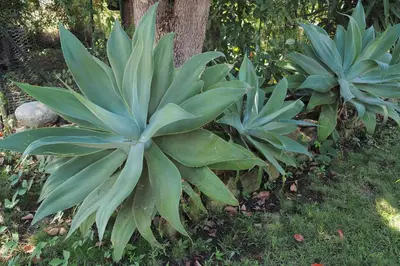 two plants in a garden next to a tree at Villa tout confort avec piscine privée in Ventiseri