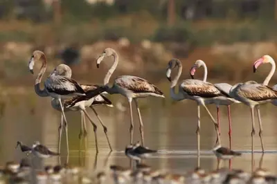 a group of flamingos standing in the water at Mini Villa Indépendante à 350m de la mer (LAX) in Lucciana