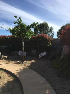 a garden with a tree and a sidewalk at Appartement proche des plages in Porto-Vecchio