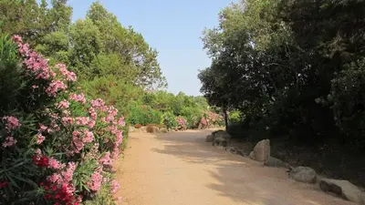 a dirt road with pink flowers and trees at MiniVilla 