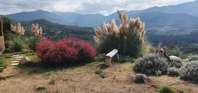 a group of plants on a hill with mountains in the background at Vue de rêve in Calcatoggio
